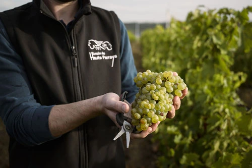 S&eacute;ance de d&eacute;gustation de vin proche d'Angers